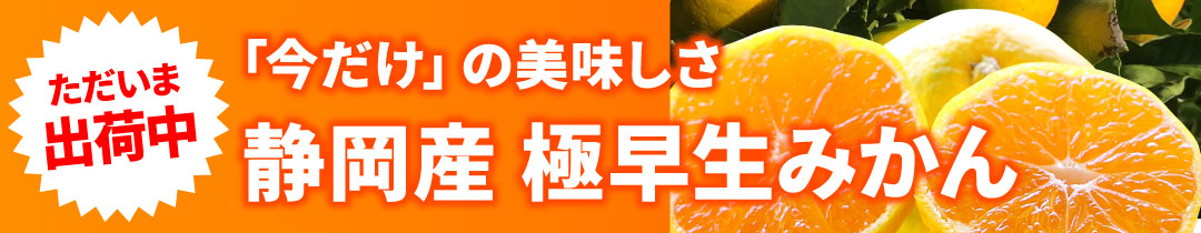 静岡産極早生みかん