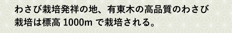 わさび栽培発祥の地、有東木の高品質のわさび栽培は標高1000mで栽培される