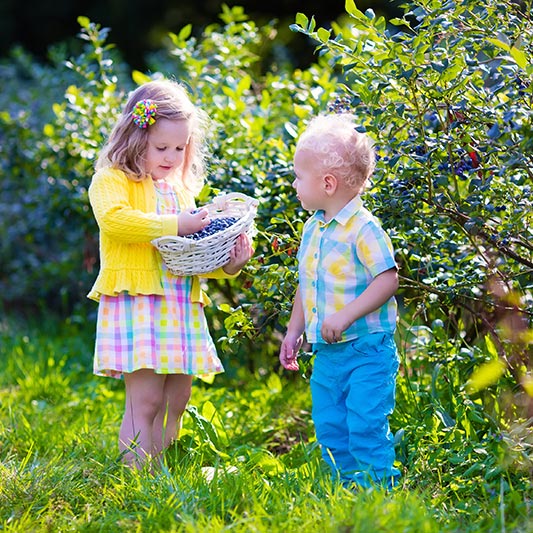 オーガニックブルーベリー