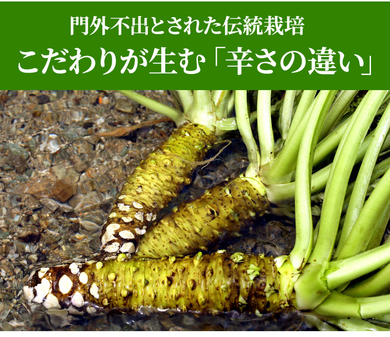 門外不出とされた伝統栽培。こだわりが生む「辛さの違い」