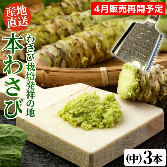 有東木」の本わさび 中サイズ3本（1本40g～60g） | 大五グルメセレクション（静岡産直どっとこむ）