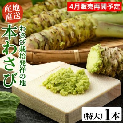 本わさび（特大サイズ／1本100g以上） 1本 | 大五グルメ