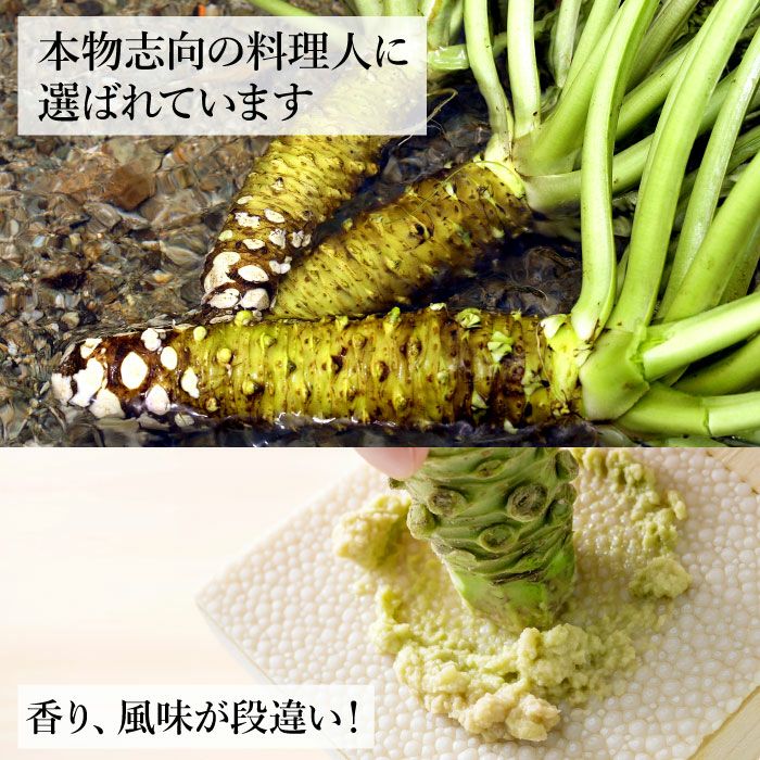 農家直送☆伊豆産　本わさび　500g【市場規格品】 わさび栽培発祥の地「有東木」の本わさび 中サイズ1本とさめ吉