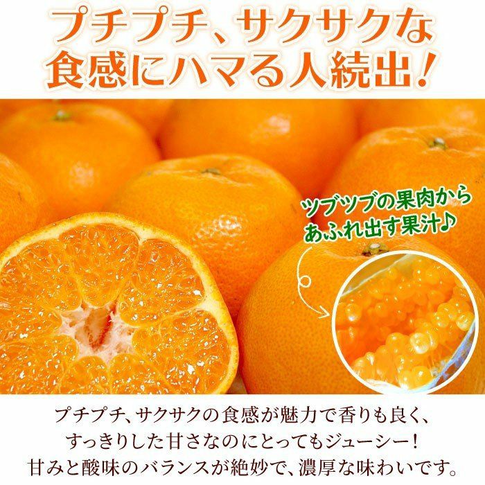 静岡県産 はるみみかん Lサイズ 5kg JAしみず | 大五グルメ