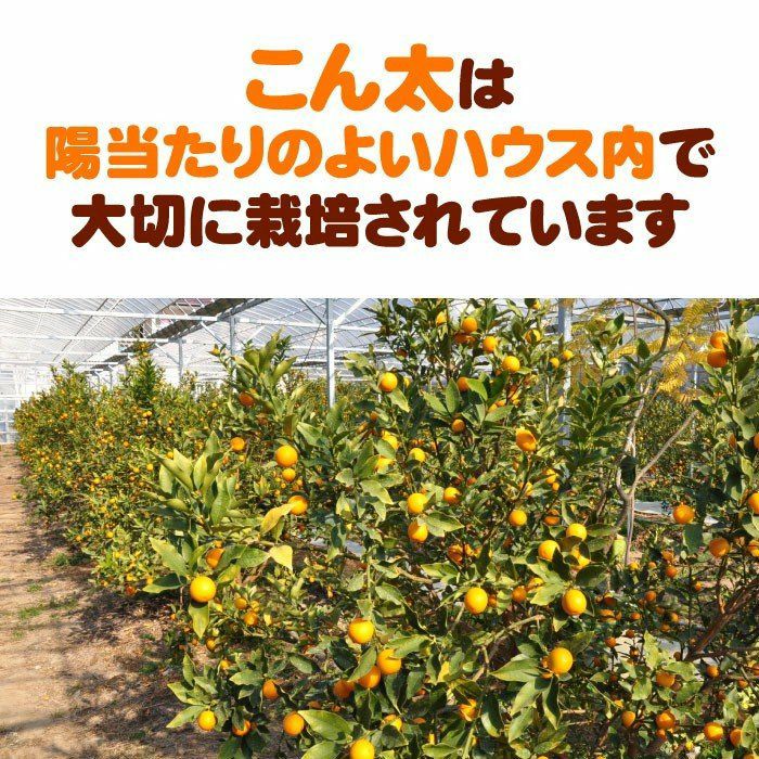 静岡県産きんかん コンターレ（こん太） 2Lサイズ 1kgセット