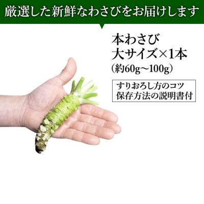 わさび栽培発祥の地「有東木」の本わさび 大サイズ1本（60g～100g